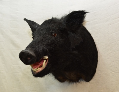 Wild Boar Taxidermy Mounts For Sale, Whitetail Deer Taxidermy Mounts